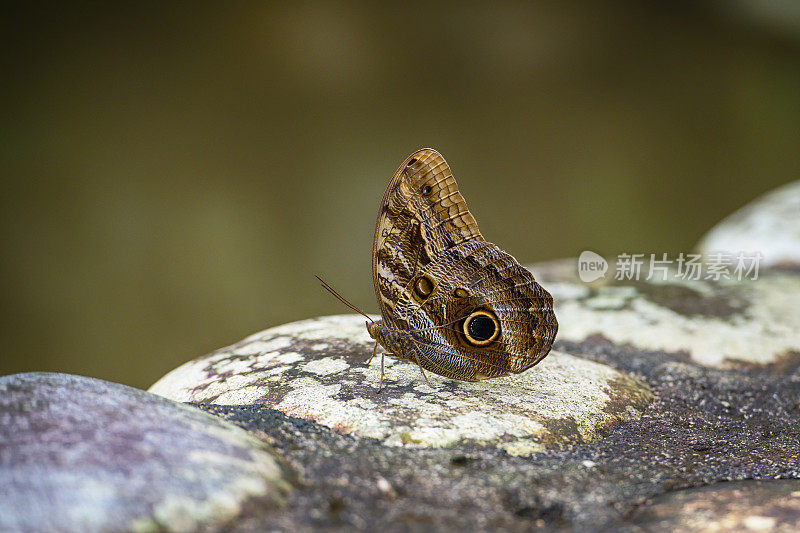 Caligo eurilochus，厄瓜多尔森林巨猫头鹰蝴蝶